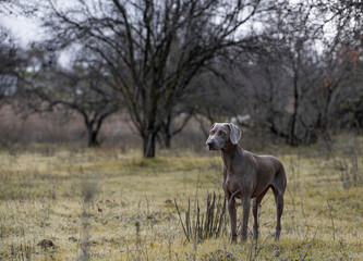 Ocala Weimaraner