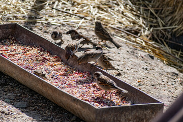 Passerine flocks and families moving in search of food, wildlife, wild and small flying animals, natural survival in modern conditions