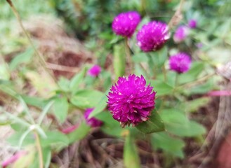 Purple gomphrena flowers, in Indonesia are called by the name 