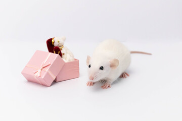 A cute white rat received a beautiful gift in a pink box. The box contains a white teddy bear wearing a red hat. New Year and Happy Christmas.