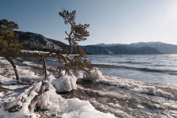 Fallen pine tree in mountain winter lake landscape