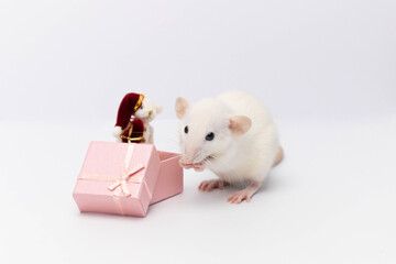 A cute white rat received a beautiful gift in a pink box. The box contains a white teddy bear wearing a red hat. New Year and Happy Christmas.