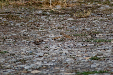 Passerine flocks and families moving in search of food, wildlife, wild and small flying animals, natural survival in modern conditions