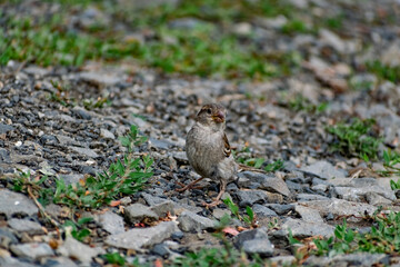 Passerine flocks and families moving in search of food, wildlife, wild and small flying animals, natural survival in modern conditions