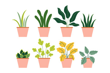 Collection of different decoration house indoor garden potted plants