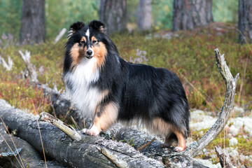 Black white with sable tan shetland sheepdog, sheltie outdoors autumn portrait in the forest. Adorable small collie, little lassie. Herding dog originated in the Shetland Islands of Scotland