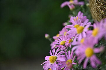 Close-up of beautiful chrysanthemum flower against the blurred background.