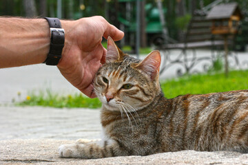 Man is cuddling his cute color point kitten. Domestic pets concept. The striped gray cat laying on the ground, resting in nature. 