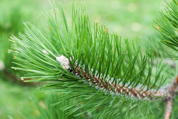 Spruce, green Christmas tree branch in the autumn park, New Year background with copy space for text.