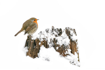 Beautiful European Robin (Erithacus rubecula) perched on a tree trunk covered with snow in the forest of national Park Hoge Veluwe in the Netherlands. 