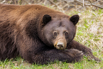 Large bear resting with head on paws