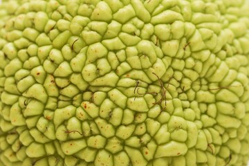 Abstract green background of cavernous surface of ripe green Maclura fruit