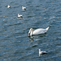 Cygnus olor or Mute swans are patrolling the area of watercourse between black-headed gulls looking for food
