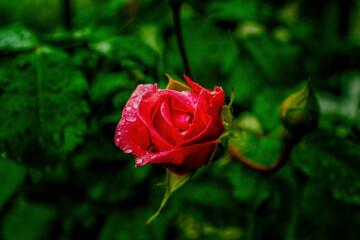 Beautiful red rose in the garden, after rain.