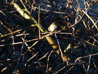 Little Bird