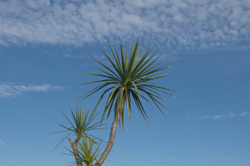 Green Foliage of a Cabbage Palm Tree (Cordyline australis) with a Dramatic Cloudy Blue Sky Background Growing in a Garden on the Island of Tresco in the Isles of Scilly, England, UK