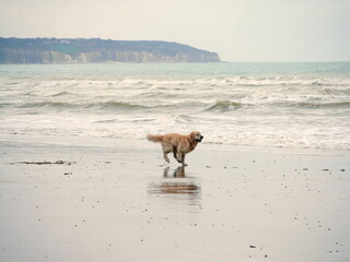 Happy wet dog runs along the ocean in Dieppe, France
