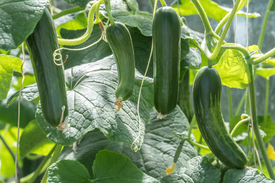 Cucumber plant new arrivals