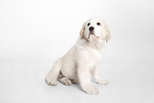 Portrait of cute Central Asian shepherd puppy isolated on white background.