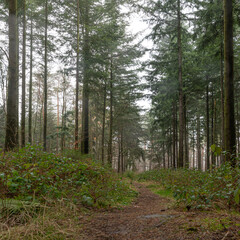 Obraz premium Forest in the fog with pines, firs and footpath. Soil overgrown with moss and ferns