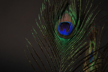 Obraz premium Peacock feather isolated on a black background