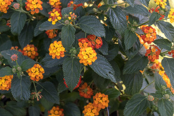 Orange lantana flowers