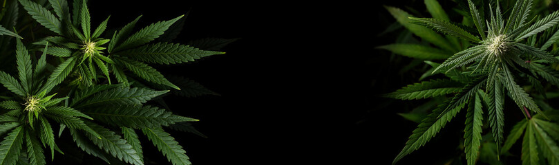 marijuana plants on black background with space for text in banner format - obrazy, fototapety, plakaty