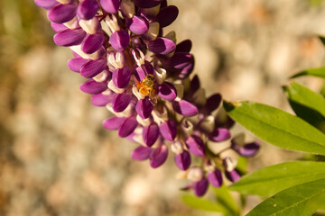 lupine flower and bee
