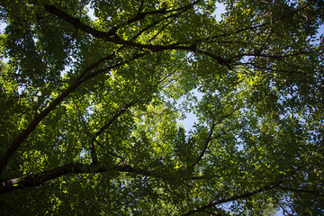 Cinnamomum camphora tree