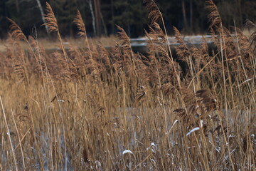 Aa dry grass field in winter