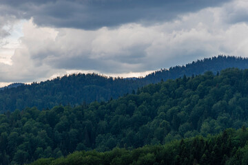 forest in the mountains