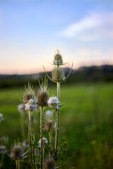 Big Burdock in the field. With all that spikes, looks very spooky