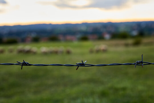 Barbed wire fence with shhep in blurred background