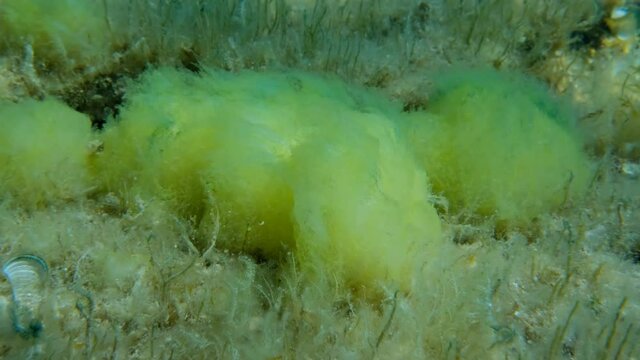 Seabed covered with Filamentous algae (Acinetospora crinita). Natural background Green alga. (4K - 60 fps) Adriatic Sea, Montenegro, Europe