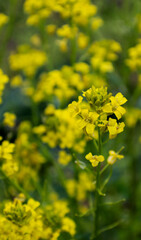yellow flowers in spring