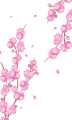 Fototapeta na wymiar Peach Blossoms spring banner