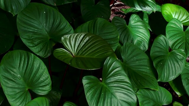 tropical leaves, green nature background