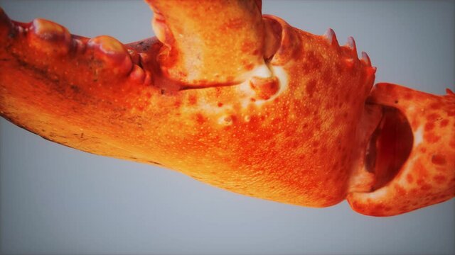 Lobster claw in macro