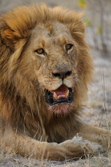 Gorgeous male lion (Panthera leo) with blod mane with open mouth, showing teeth. Portrait (vertical) orientation and space for masthead and copy. Kalahari. Botswana.