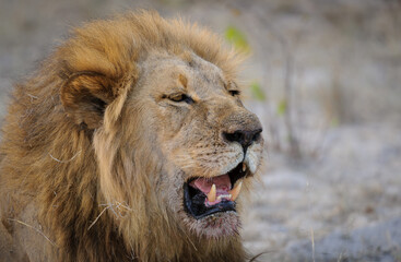 Gorgeous male lion (Panthera leo) with blod mane with open mouth, showing teeth. Horizontal...