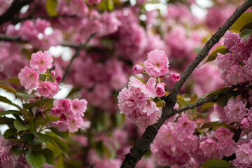 Obraz premium Beautiful spring sakura branches with flowers on a cloudy day macro photography