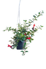 Red flower of Lipstick Vine or Aeschynanthus radicans jack hanging in black plastic pot isolated on...