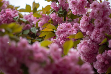Obraz premium Beautiful spring sakura branches with flowers on a cloudy day macro photography