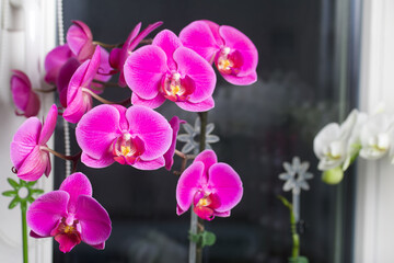 Fototapeta na wymiar Branch of pink orchid with flowers and buds. Against the background of black pine boards.