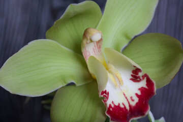 Orchid flower cymbidium. Against the background of black pine boards. Close-up shot.
