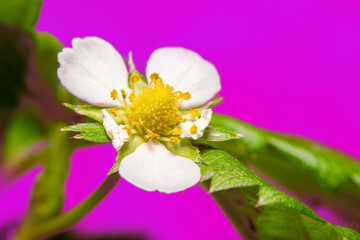 Obraz na płótnie Canvas Close-up with a white strawberry flower.