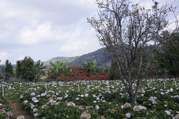 Hydrangea flower field in winter in Thailand