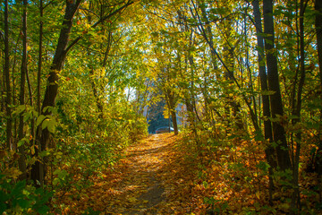 The path that leaves the park is surrounded by autumn trees with a car at the end. The concept is nature walks with the family.