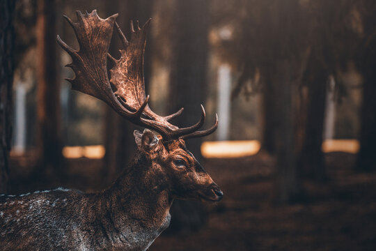 Dammwild im Wald mit Geweih