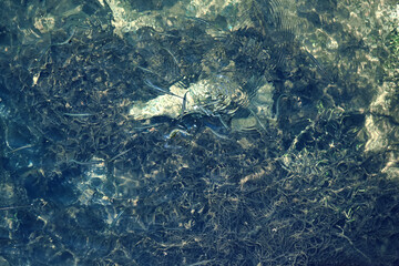Small fish and weaves of algae at the bottom of the stream are visible through glare on the surface...